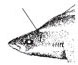 Oxynotus centrina_02.jpg